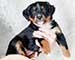 Preview  Australian Shepherd
