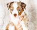 Preview  Australian Shepherd