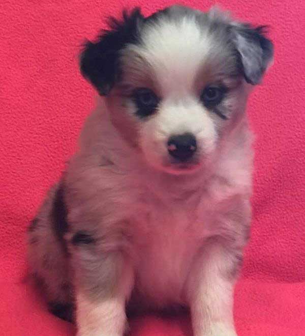 Miniature American Shepherd and Miniature Australian Shepherd Puppies
