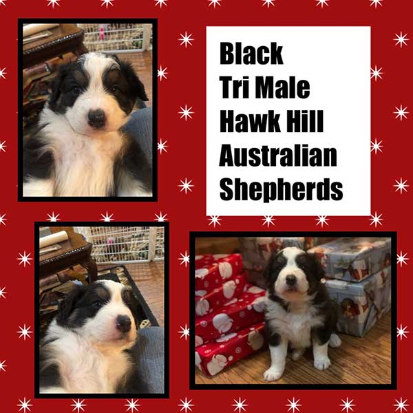 Australian Shepherd Breeders Texas