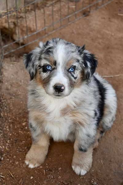 skrive ensidigt skrivning Australian Shepherd Puppies For Sale