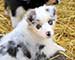 Preview  Australian Shepherd