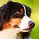 Pain Meds For Dogs