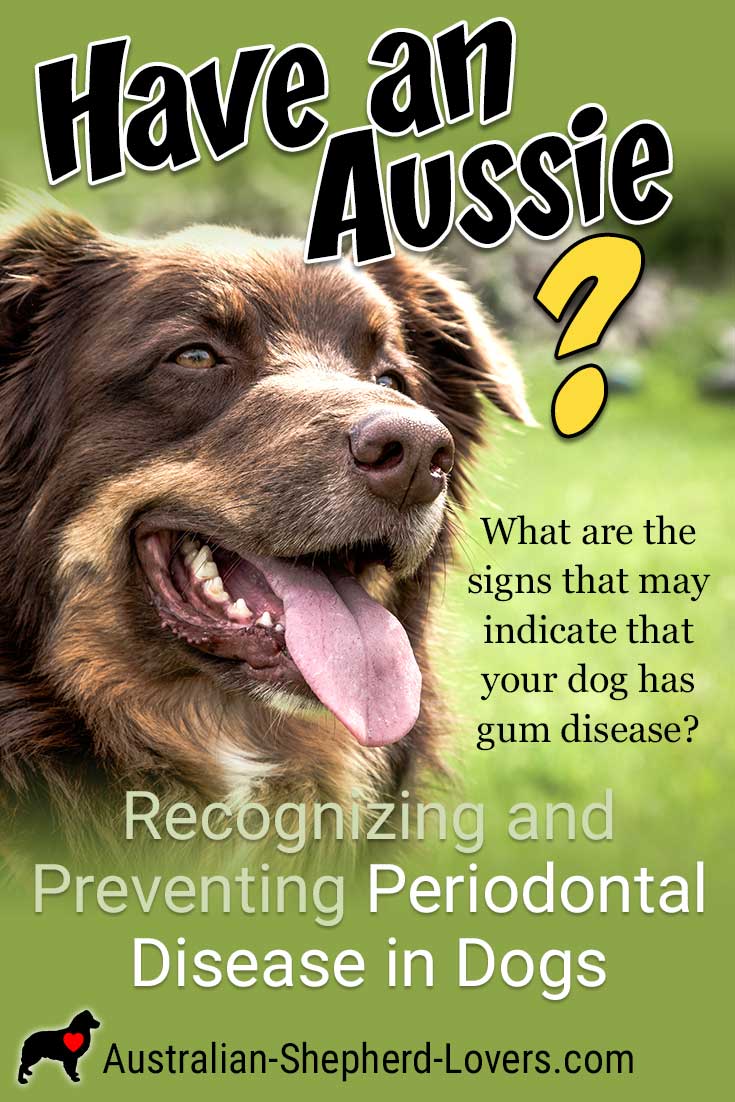 Periodontal disease in dogs is one of the most common ailments seen by veterinarians. What are the signs that may indicate that your dog has gum disease and what can you do to prevent and treat it? #australianshepherd #doggumdisease #dogtoothdisease #aussielovers