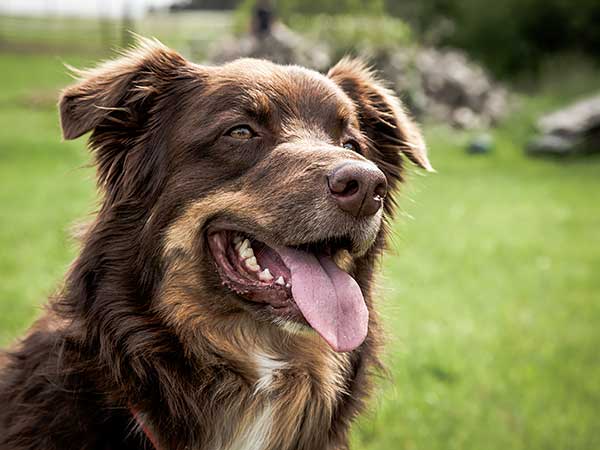 Recognizing and Preventing Periodontal Disease in Dogs - Photo: Portrait of red tri Australian Shepherd at park.