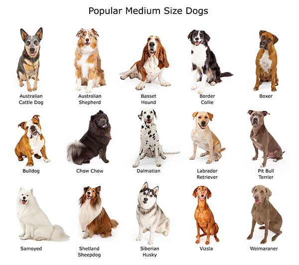 Dog Breed Chart By Size