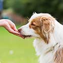 Young woman giving her Australian Shepherd a treat.