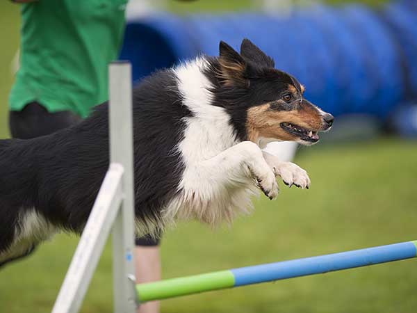 Dog jumping over bar at agility competition.