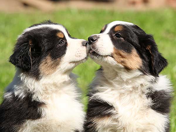 How to Develop Puppy Bite Inhibition in Your New Australian Shepherd - Photo: Two adorable Australian Shepherd puppies.