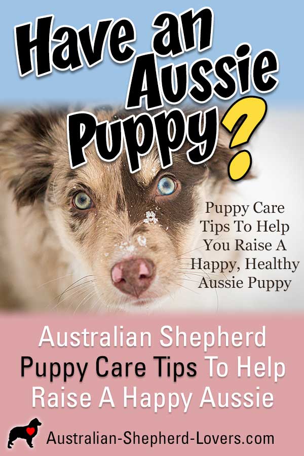 Puppy care tips to raise a happy Australian Shepherd puppy. The best dog food, feeding practices for your Aussie puppy's health and puppy training from potty training to socialization and obedience. #australianshepherd #australianshepherdpuppy #puppycare #puppycaretips #aussielovers