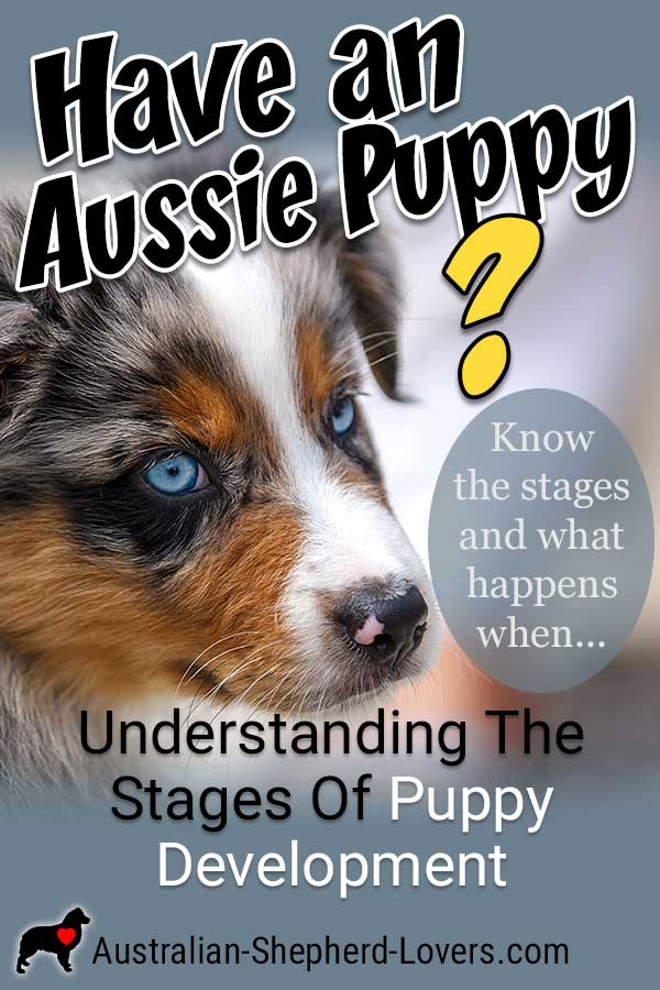 With puppy development the first years of life are extremely influential so it's vital to know the stages and what happens when. #australianshepherd #puppydevelopment #puppystages #aussielovers