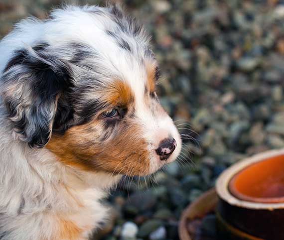 what to feed a australian shepherd