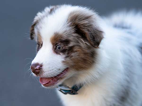 Cute Australian Shepherd puppy.