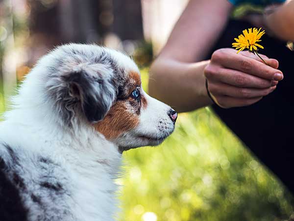 Tips for Puppy-Proofing Your Home and Yard for Your New Aussie - Photo: Young woman showing Australian Shepherd puppy a dandelion.