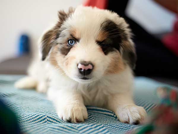 Tips for Puppy-Proofing Your Home and Yard for Your New Aussie - Photo: Winking Australian Shepherd puppy.