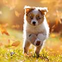 Australian Shepherd puppy running across grass in fall.