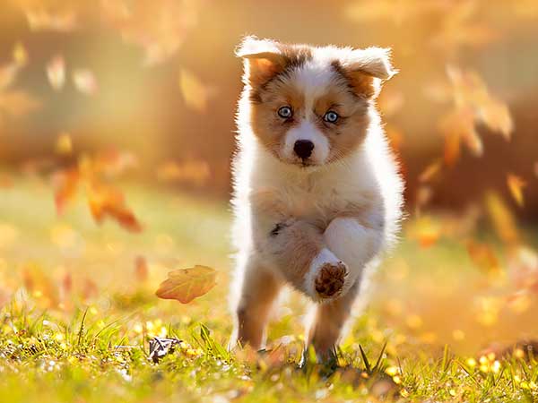The Importance of Early Puppy Socialization For Your Aussie - Photo: Australian Shepherd puppy running across grass in fall.