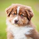 Portrait of Australian Shepherd puppy.