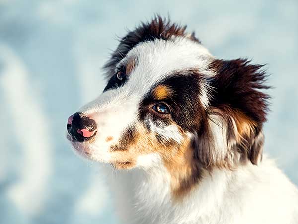 Winter portrait of Australian Shepherd puppy.