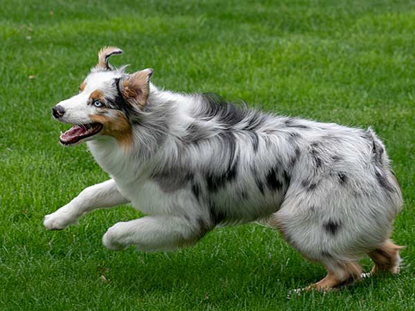 Reactive Dog? How to Stop Dog Reactivity Before It Leads to Aggression - Photo: Blue merle Australian Shepherd running on grass.