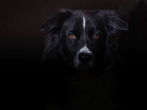 Photo for Reflective Dog Harness Article featuring Australian Shepherd hidden in shadow