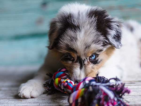 Non-Food Related Resource Guarding in Dogs - Photo: Cute blue-eyed Australian Shepherd puppy with a rope toy.