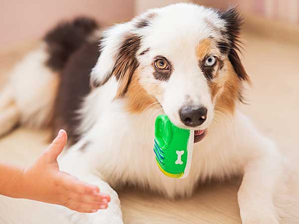 Non-Food Related Resource Guarding in Dogs - Photo: Child's hand reaching to take toy away from young Australian Shepherd