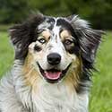 Australian Shepherd with grass and trees in background.