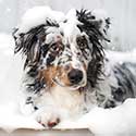 Australian Shepherd in tub covered in dog shampoo suds.