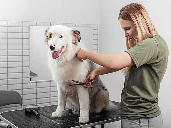 Shaving an Australian Shepherd: The Great Debate - Photo: Groomer is trimming an Australian Shepherd in a salon.