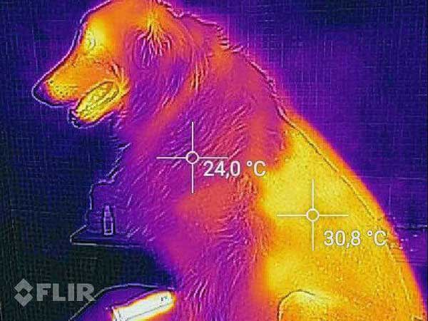 Should I Shave My Australian Shepherd? - Photo: Thermal image of a dog.