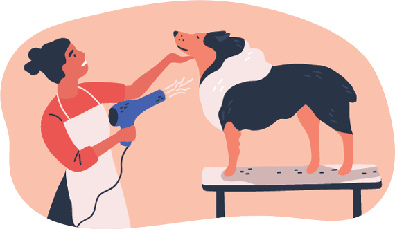 Shaving an Australian Shepherd: The Great Debate - Photo: Illustration of groomer blowdrying a dog.