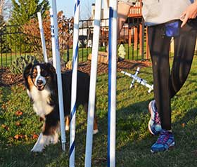 Australian Shepherd running through weave poles