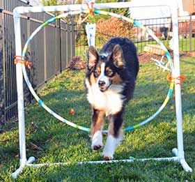 Australian Shepherd jumping through hoop