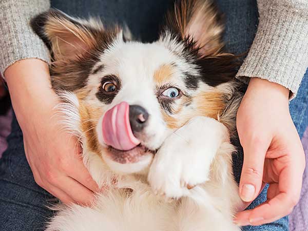 The Secret to Stopping Your Dog From Licking You and Others - Photo: Australian Shepherd lying on her back and licking her nose.