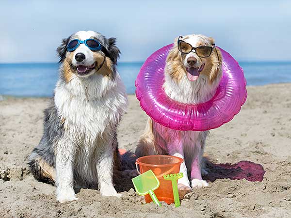 Australian Shepherds enjoying a sandy beach.