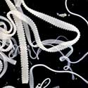 Image of several tapeworms (Dipylidium caninum).