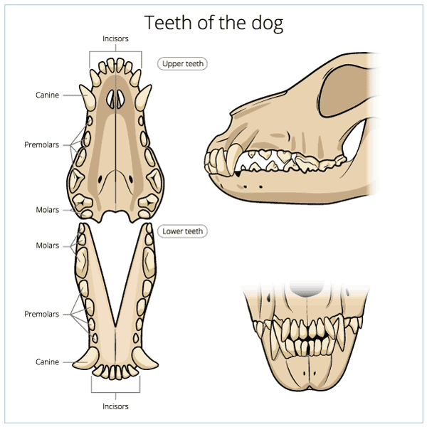 Puppy Teething Age Chart