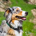 Smiling blue merle Australian Shepherd with grassy hill in background.