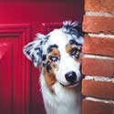 Australian Shepherd in doorway by red door.