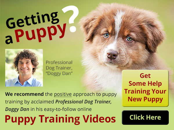 Getting a Puppy?