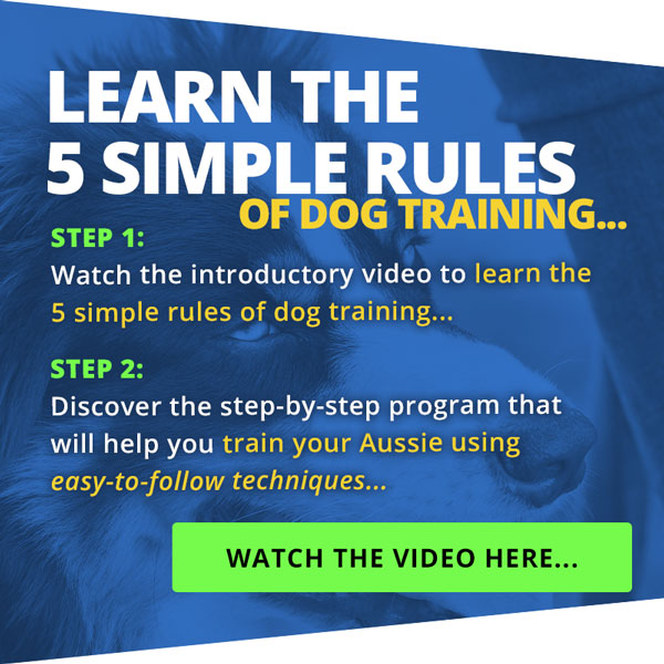 Guide To Australian Shepherd Training & Care