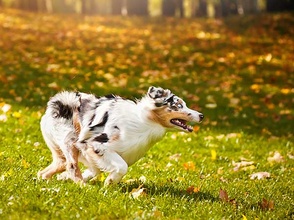 Training Your Dog to Come and Achieving a Reliable Recall - Photo: Young blue merle Australian Shepherd running in autumn.