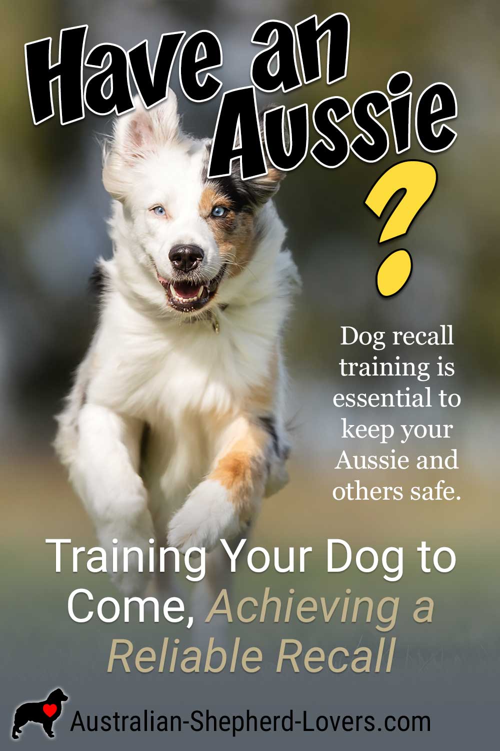 Training a dog to come is usually one of the first things owners will do, right after they've mastered sit and stay. Dog recall training is essential to keep your Australian Shepherd and others safe. #australianshepherd #aussie #dogtraining #puppytraining #aussielovers