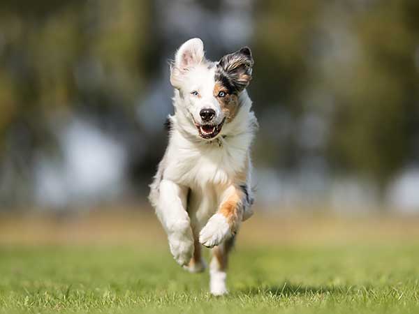 Training Your Dog to Come and Achieving a Reliable Recall - Photo: Young Australian Shepherd running across grass toward camera.