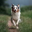 Blue merle Australian Shepherd running down path toward camera.