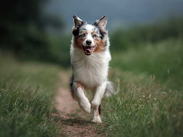 A Positive Dog Training Approach Works Best - Photo: Blue merle Australian Shepherd running down path toward camera.