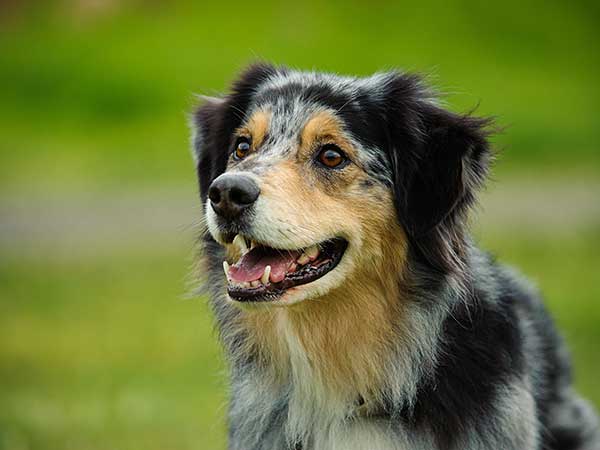 Australian Shepherd Training Doesn't Have To Be Difficult - Photo: Blue merle Australian Shepherd outside with green field in background.