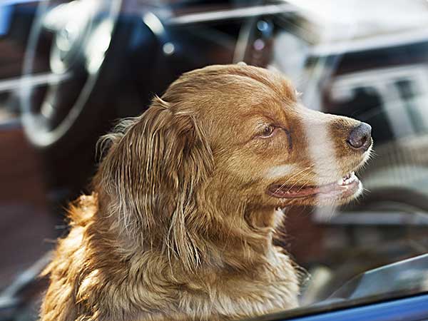 Red Australian Shepherd sitting in a car.