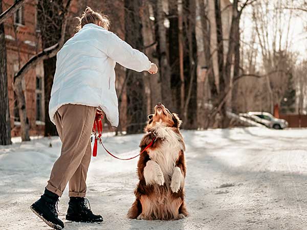 AKC Trick Dog Training: Everything Aussie Owners Need To Know - Photo: Woman teaches Australian Shepherd dog trick on snowy lane.